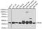 Pyridoxal Kinase antibody, A6687, ABclonal Technology, Western Blot image 