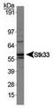 Serine/Threonine Kinase 33 antibody, TA309885, Origene, Western Blot image 