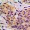 Mitochondrial Ribosomal Protein L11 antibody, LS-C354192, Lifespan Biosciences, Immunohistochemistry frozen image 