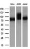 GLGB antibody, GTX84454, GeneTex, Western Blot image 