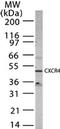 C-X-C Motif Chemokine Receptor 4 antibody, TA336358, Origene, Western Blot image 