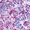 Neuropeptides B And W Receptor 1 antibody, TA317073, Origene, Immunohistochemistry frozen image 