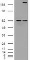 NICD antibody, TA500078, Origene, Western Blot image 