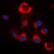 BAX antibody, orb216030, Biorbyt, Immunocytochemistry image 