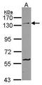 Protocadherin 1 antibody, PA5-22351, Invitrogen Antibodies, Western Blot image 