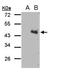 Aspartate Rich 1 antibody, GTX108358, GeneTex, Western Blot image 