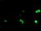 LIM/homeobox protein Lhx1 antibody, TA504530, Origene, Immunofluorescence image 