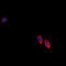 Ephrin B3 antibody, LS-C352142, Lifespan Biosciences, Immunofluorescence image 