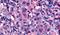 N-Acetylneuraminic Acid Phosphatase antibody, PA5-32941, Invitrogen Antibodies, Immunohistochemistry frozen image 