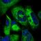 Junctional Sarcoplasmic Reticulum Protein 1 antibody, HPA044741, Atlas Antibodies, Immunofluorescence image 