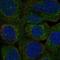 Phospholipid scramblase 3 antibody, HPA048387, Atlas Antibodies, Immunofluorescence image 