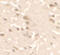 Unc-51 Like Autophagy Activating Kinase 2 antibody, 7337, ProSci Inc, Immunohistochemistry frozen image 