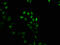 Gem Nuclear Organelle Associated Protein 2 antibody, CSB-PA021329LA01HU, Cusabio, Immunofluorescence image 