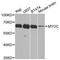 Myocilin antibody, A1589, ABclonal Technology, Western Blot image 