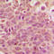 Ribosomal Protein L36 antibody, LS-C353377, Lifespan Biosciences, Immunohistochemistry frozen image 