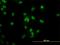 TATA-Box Binding Protein Associated Factor 11 antibody, H00006882-M06, Novus Biologicals, Immunofluorescence image 