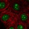 SH3 Domain And Tetratricopeptide Repeats 1 antibody, HPA056807, Atlas Antibodies, Immunofluorescence image 