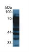 Vitronectin antibody, LS-C372671, Lifespan Biosciences, Western Blot image 