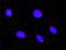Serine/Threonine Kinase 4 antibody, H00006789-M02, Novus Biologicals, Proximity Ligation Assay image 