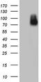 CHN antibody, LS-C339383, Lifespan Biosciences, Western Blot image 