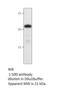 Centrosomal Protein 19 antibody, MBS540197, MyBioSource, Western Blot image 