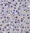 Factor Interacting With PAPOLA And CPSF1 antibody, FNab03131, FineTest, Immunohistochemistry frozen image 