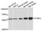 Polypyrimidine Tract Binding Protein 2 antibody, MBS9125006, MyBioSource, Western Blot image 