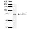 Heat Shock Protein Family A (Hsp70) Member 1A antibody, PA5-77830, Invitrogen Antibodies, Western Blot image 