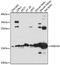 KRAB Box Domain Containing 4 antibody, 15-579, ProSci, Western Blot image 