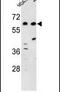 Protein Dos antibody, PA5-26282, Invitrogen Antibodies, Western Blot image 