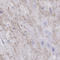 HERV-H LTR-Associating 1 antibody, HPA059051, Atlas Antibodies, Immunohistochemistry frozen image 