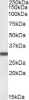 Engrailed-2 antibody, EB07120, Everest Biotech, Western Blot image 