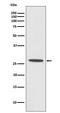 Cell division cycle-associated protein 3 antibody, M10074, Boster Biological Technology, Western Blot image 
