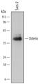 Sp7 Transcription Factor antibody, MAB7547, R&D Systems, Western Blot image 