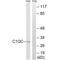 Complement C1q subcomponent subunit C antibody, A05666, Boster Biological Technology, Western Blot image 