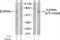 Ezrin antibody, TA310007, Origene, Western Blot image 