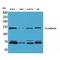 Cadherin 6 antibody, LS-C386877, Lifespan Biosciences, Western Blot image 
