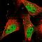 Snf2 Related CREBBP Activator Protein antibody, NBP1-84063, Novus Biologicals, Immunofluorescence image 