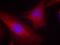 DOK2 antibody, A07956-2, Boster Biological Technology, Immunofluorescence image 