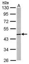 Obg Like ATPase 1 antibody, PA5-31227, Invitrogen Antibodies, Western Blot image 