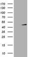 Cell division cycle protein 123 homolog antibody, TA505649BM, Origene, Western Blot image 