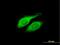 Lysophospholipase 2 antibody, H00011313-B01P, Novus Biologicals, Immunofluorescence image 