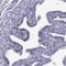 Ribonuclease A Family Member 12 (Inactive) antibody, HPA044175, Atlas Antibodies, Immunohistochemistry frozen image 