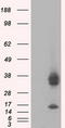 Pim-2 Proto-Oncogene, Serine/Threonine Kinase antibody, CF501070, Origene, Western Blot image 