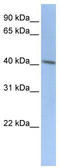 Doublecortin antibody, TA346007, Origene, Western Blot image 