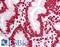Histone Cluster 4 H4 antibody, LS-B7720, Lifespan Biosciences, Immunohistochemistry paraffin image 