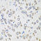 Eukaryotic Translation Elongation Factor 1 Gamma antibody, LS-B14883, Lifespan Biosciences, Immunohistochemistry frozen image 
