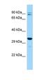 Inositol Monophosphatase 2 antibody, orb330962, Biorbyt, Western Blot image 