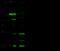 Protein-tyrosine phosphatase mitochondrial 1 antibody, 12902-T48, Sino Biological, Western Blot image 