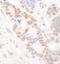 DEAD-Box Helicase 24 antibody, A300-698A, Bethyl Labs, Immunohistochemistry paraffin image 